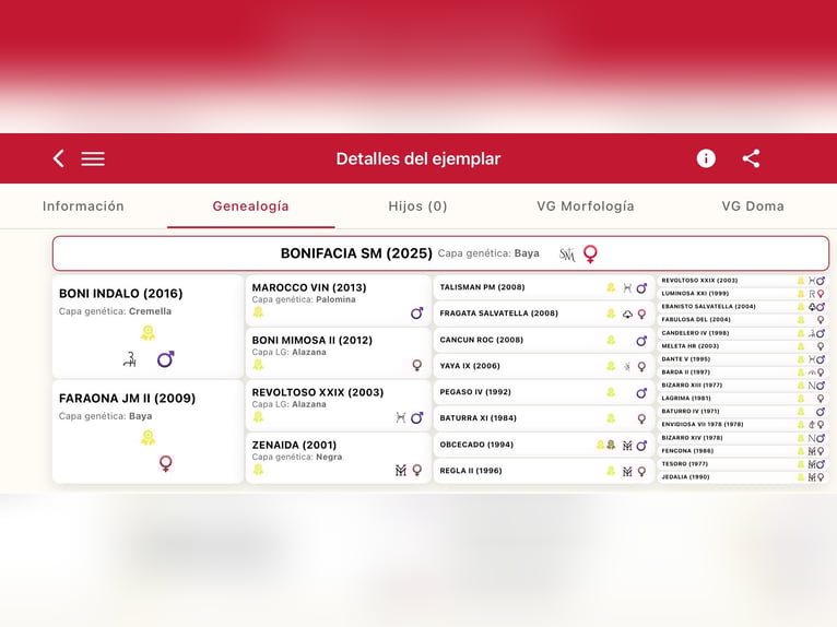 PRE Giumenta 1 Anno 150 cm Falbo in El Cerro De Andevalo