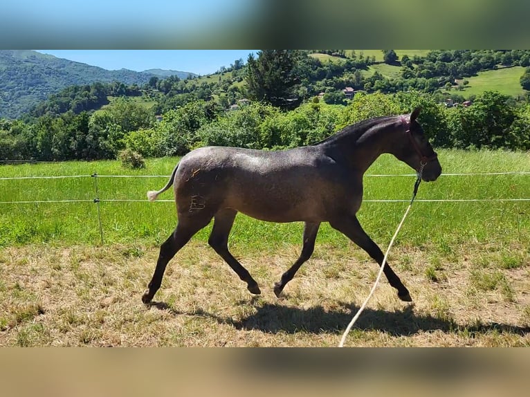 PRE Giumenta 1 Anno 150 cm Grigio in Pola de Laviana