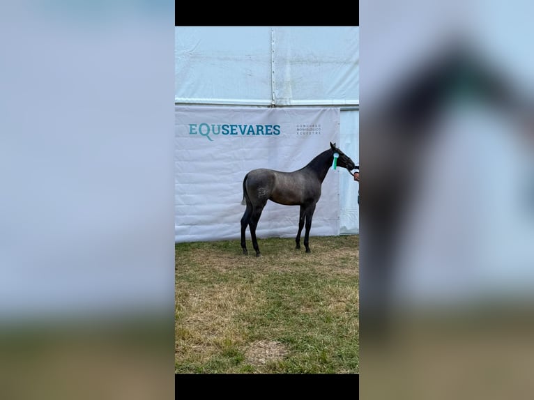 PRE Giumenta 1 Anno 150 cm Grigio in Pola de Laviana