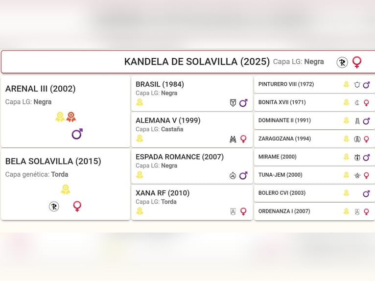 PRE Giumenta 1 Anno 150 cm Morello in La Vecilla De Curueño