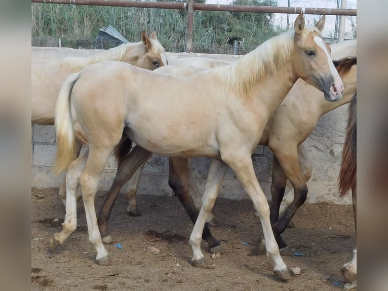 PRE Giumenta 1 Anno 150 cm Palomino in Rafelguaraf