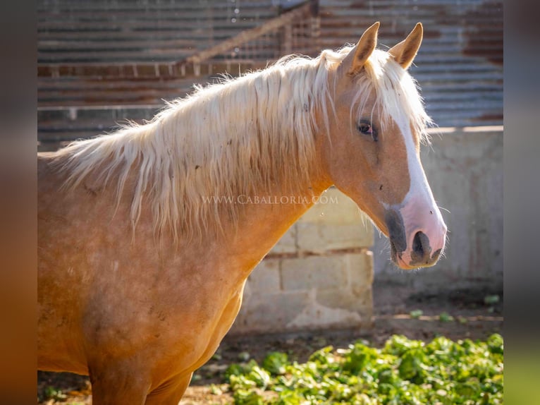 PRE Giumenta 1 Anno 150 cm Palomino in Rafelguaraf