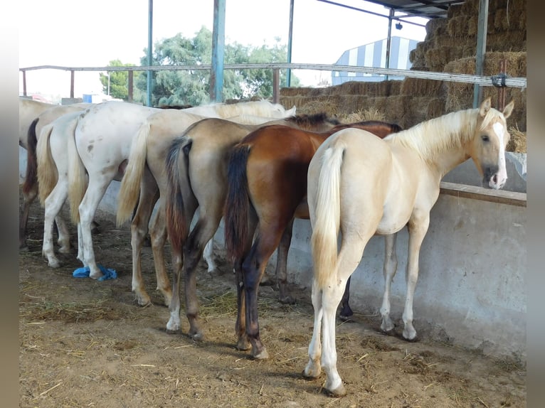 PRE Giumenta 1 Anno 150 cm Palomino in Rafelguaraf