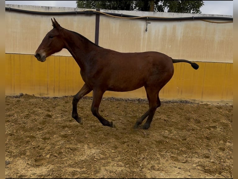 PRE Mix Giumenta 1 Anno 152 cm Baio in Andujar