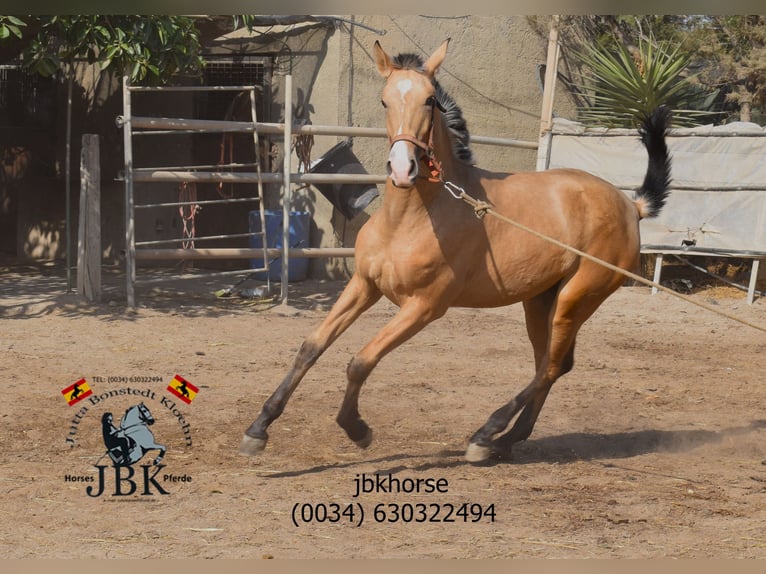 PRE Giumenta 1 Anno 154 cm Falbo in Tabernas Almeria