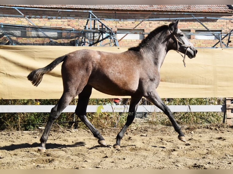 PRE Giumenta 1 Anno 155 cm Grigio in Provinz Granada