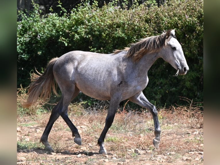 PRE Mix Giumenta 1 Anno 155 cm Grigio in Menorca