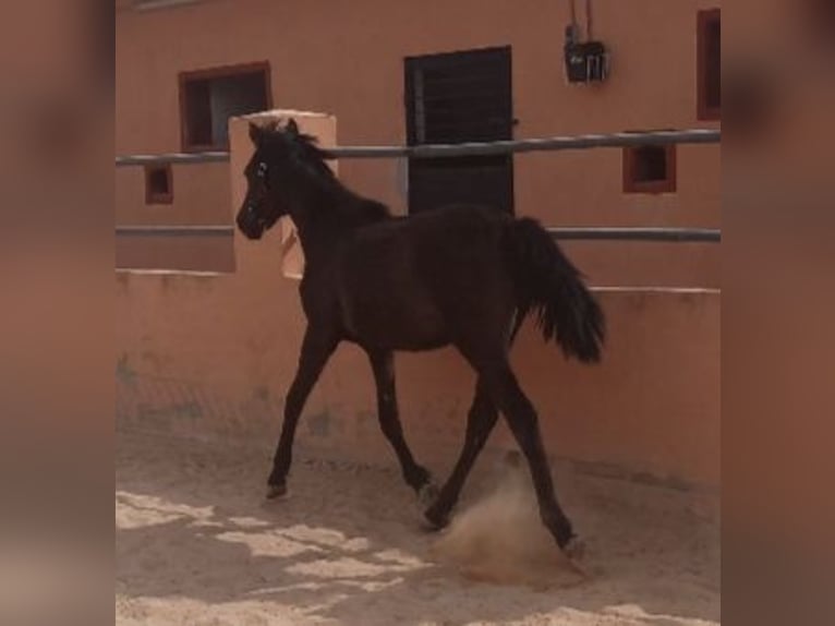 PRE Giumenta 1 Anno 155 cm Morello in Pedralba