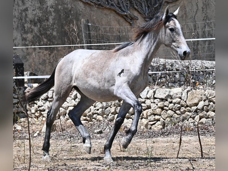 PRE Giumenta 1 Anno 156 cm Grigio in Mallorca