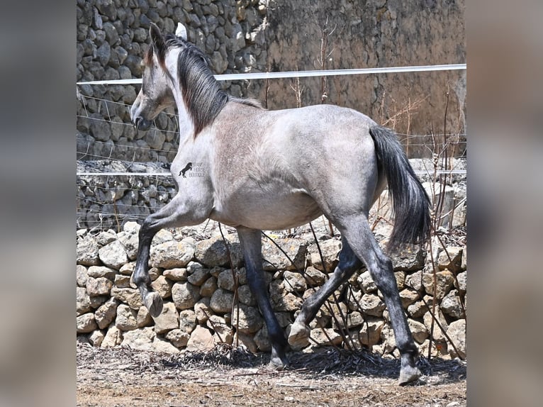PRE Giumenta 1 Anno 156 cm Grigio in Mallorca