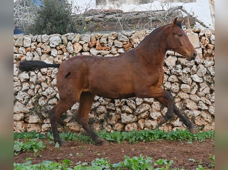 PRE Mix Giumenta 1 Anno 160 cm Baio in Menorca