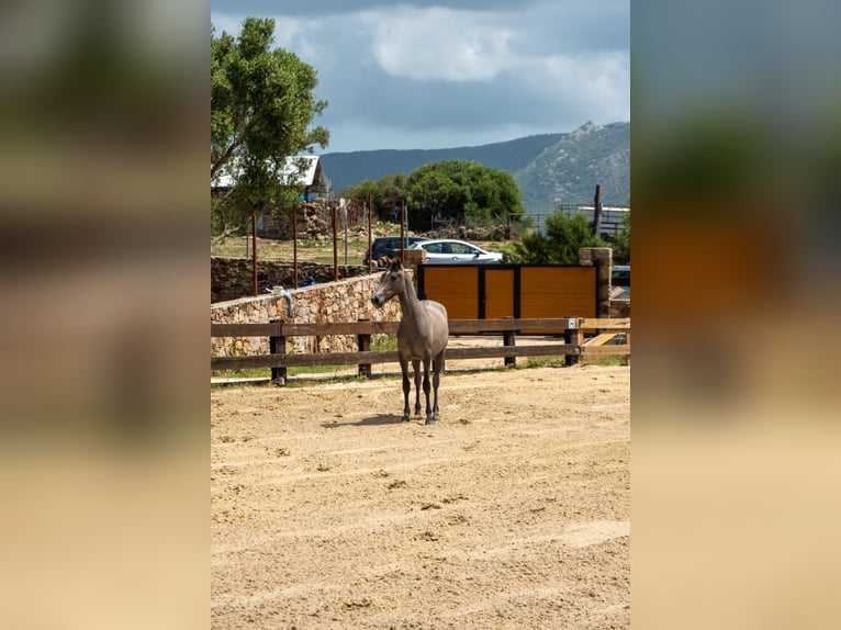 PRE Giumenta 1 Anno 160 cm Grigio in TARIFA