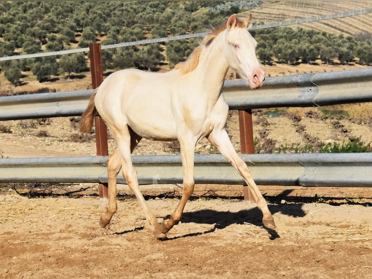 PRE Giumenta 1 Anno 160 cm Perlino in Provinz Cordoba