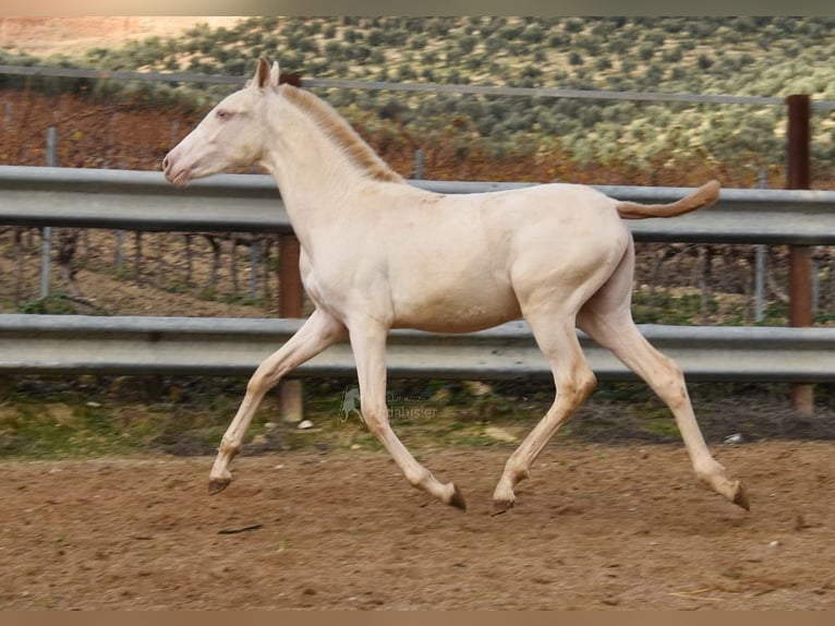 PRE Giumenta 1 Anno 160 cm Perlino in Provinz Cordoba