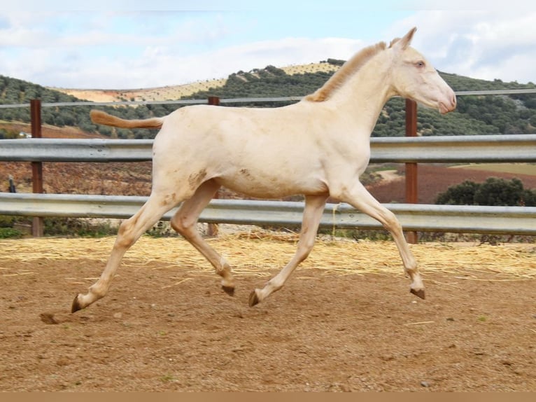 PRE Giumenta 1 Anno 160 cm Perlino in Provinz Cordoba