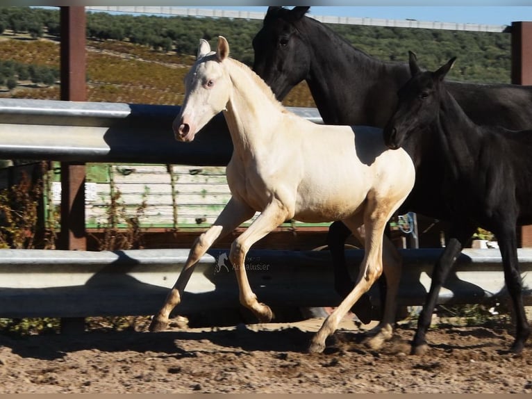 PRE Giumenta 1 Anno 162 cm Perlino in Provinz Cordoba