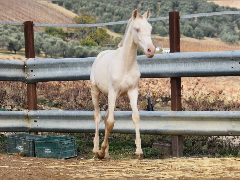 PRE Giumenta 1 Anno 162 cm Perlino in Provinz Cordoba