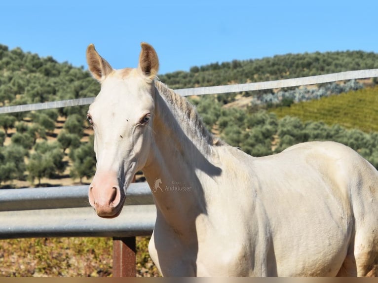 PRE Giumenta 1 Anno 162 cm Perlino in Provinz Cordoba