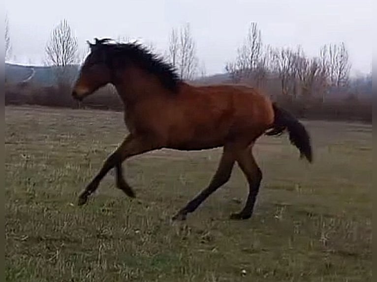 PRE Giumenta 1 Anno 163 cm Baio in Vegas Del Condado