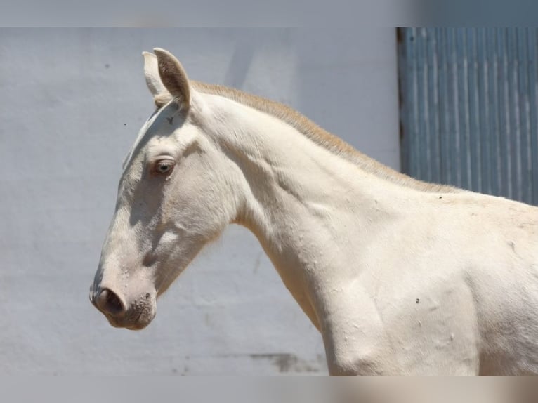 PRE Mix Giumenta 1 Anno 163 cm Cremello in Colonia Rosal, La (Berga)