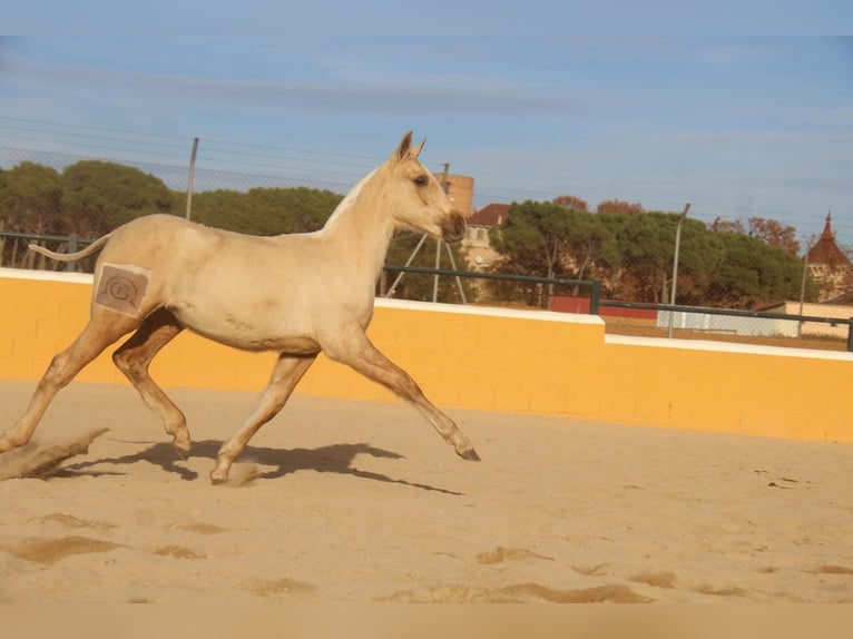 PRE Mix Giumenta 1 Anno 163 cm Palomino in Hamburg