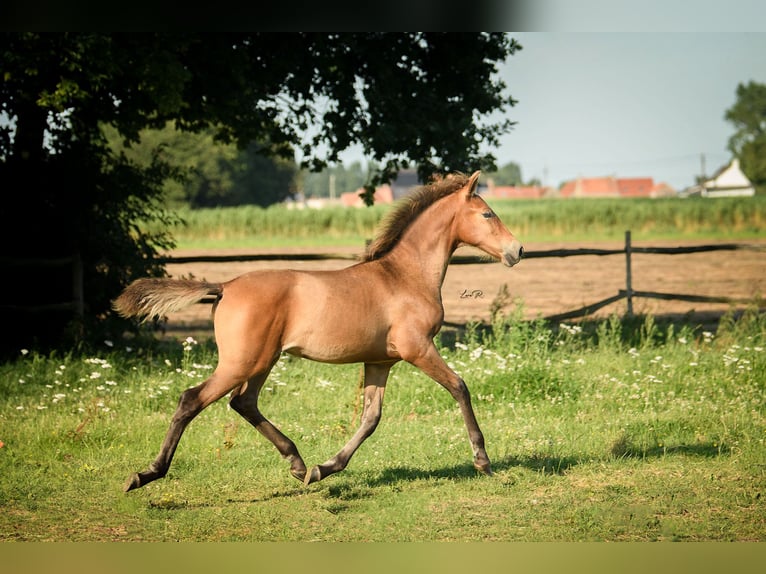 PRE Mix Giumenta 1 Anno 165 cm Baio in Alveringem