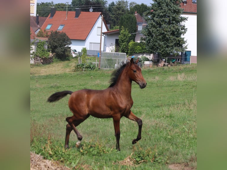 PRE Giumenta 1 Anno 165 cm Baio in Bibertal