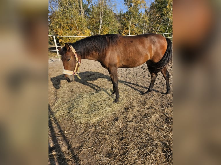 PRE Mix Giumenta 1 Anno 165 cm Baio ciliegia in Golub-Dobrzyn