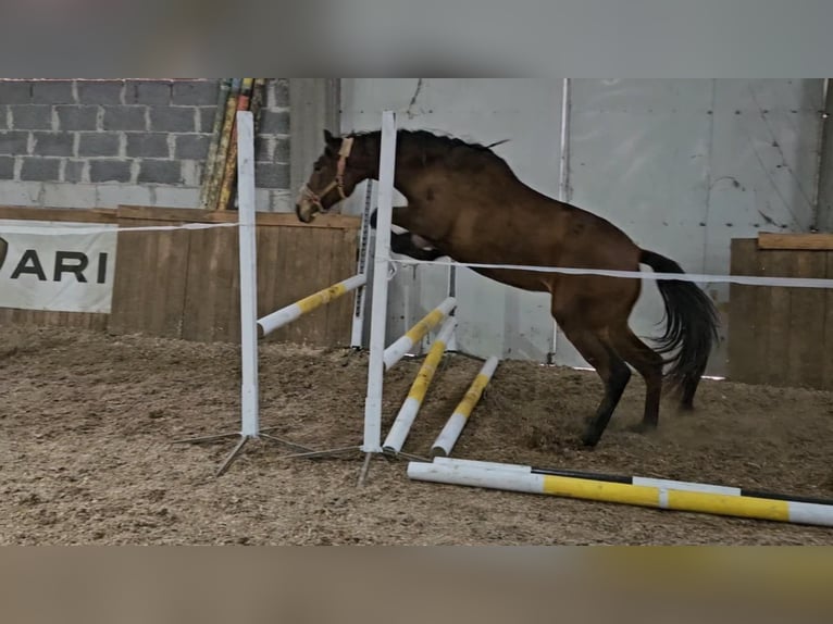 PRE Mix Giumenta 1 Anno 165 cm Baio ciliegia in Golub-Dobrzyn