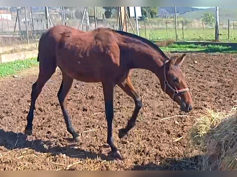 PRE Giumenta 1 Anno 165 cm Baio ciliegia in Cabezarrubias Del Puerto