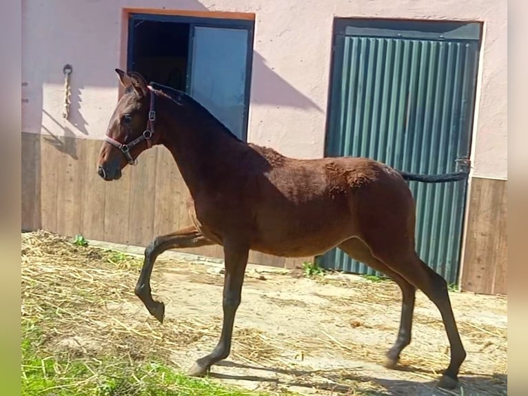 PRE Giumenta 1 Anno 165 cm Baio ciliegia in Cabezarrubias Del Puerto