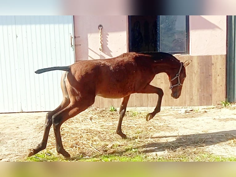 PRE Giumenta 1 Anno 165 cm Baio ciliegia in Cabezarrubias Del Puerto