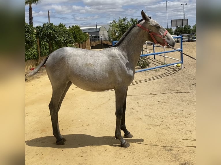 PRE Giumenta 1 Anno 165 cm Grigio in Fuentes De Andalucia