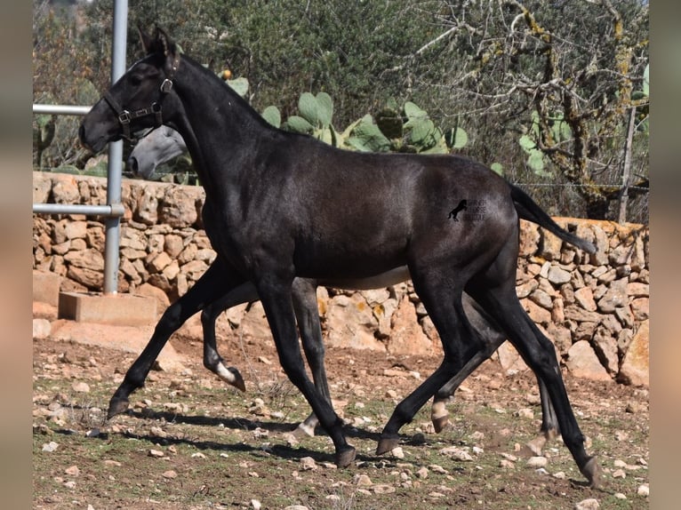 PRE Giumenta 1 Anno 165 cm Grigio in Mallorca