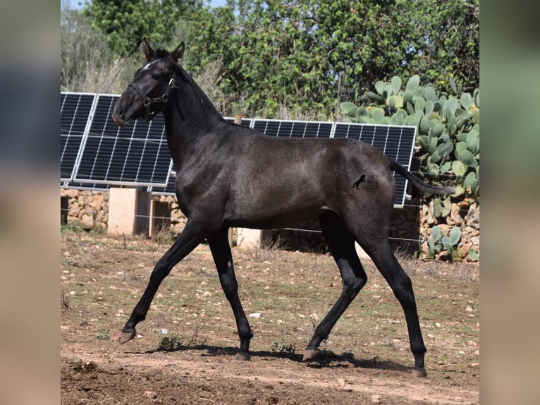 PRE Giumenta 1 Anno 165 cm Grigio in Mallorca