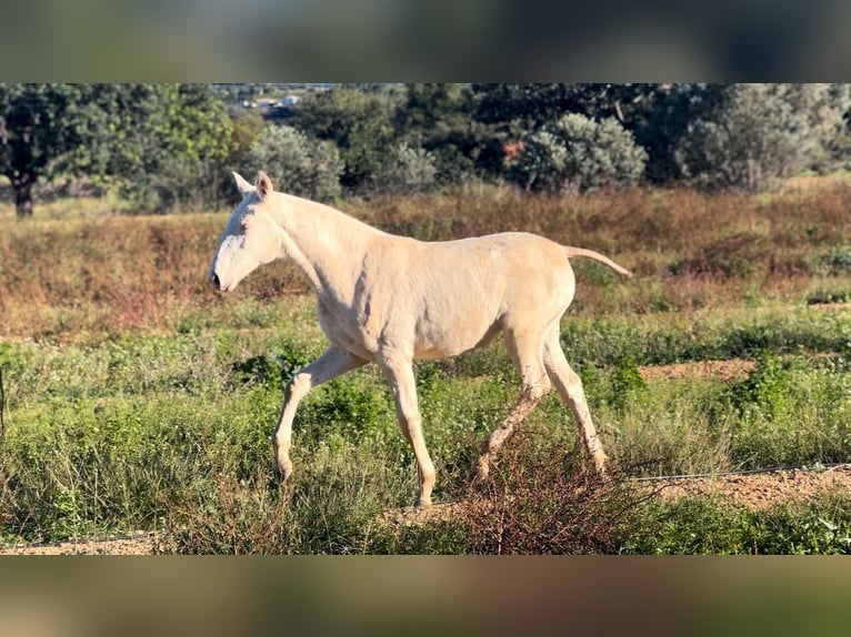 PRE Giumenta 1 Anno 165 cm Perlino in Pedralba