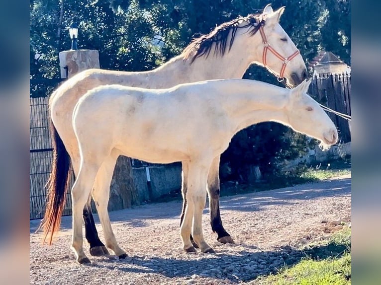 PRE Giumenta 1 Anno 165 cm Perlino in Pedralba