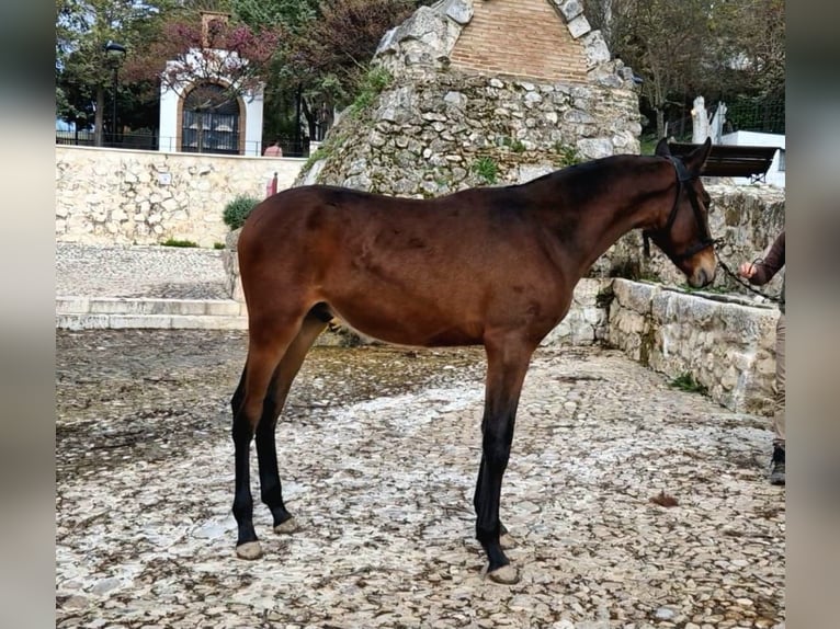 PRE Mix Giumenta 1 Anno 173 cm Baio scuro in Estepa