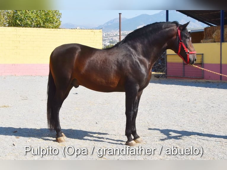 PRE Giumenta 1 Anno Morello in Provinz Cordoba