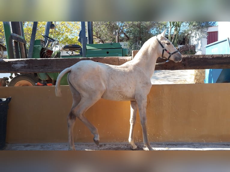 PRE Giumenta 1 Anno Palomino in Almeria
