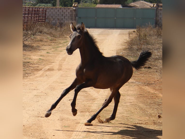 PRE Giumenta 1 Anno Pelle di daino in Chiclana de la Frontera