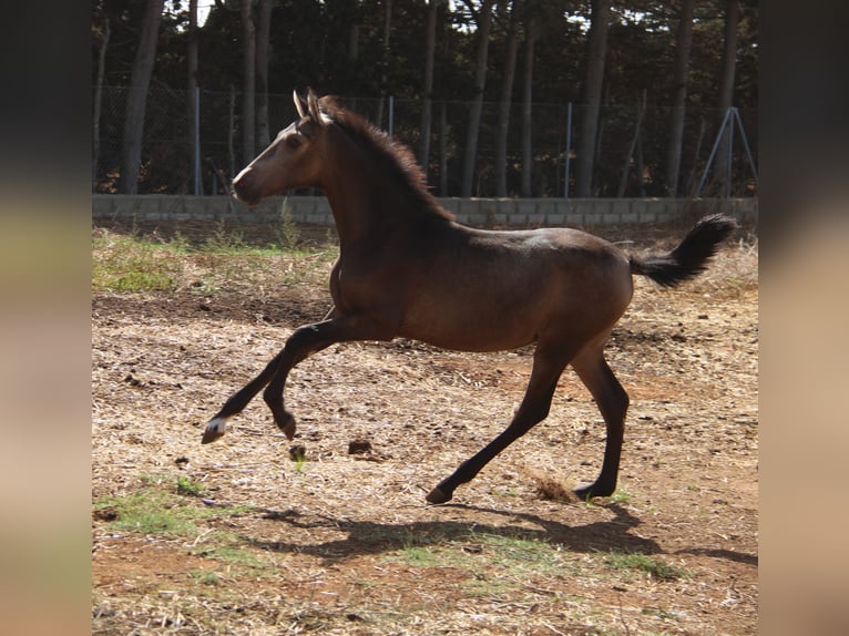 PRE Giumenta 1 Anno Pelle di daino in Chiclana de la Frontera