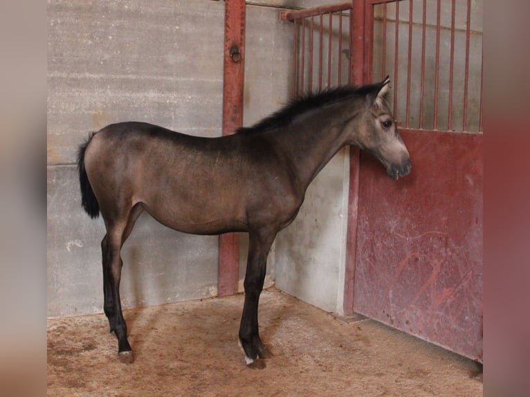 PRE Giumenta 1 Anno Pelle di daino in Chiclana de la Frontera