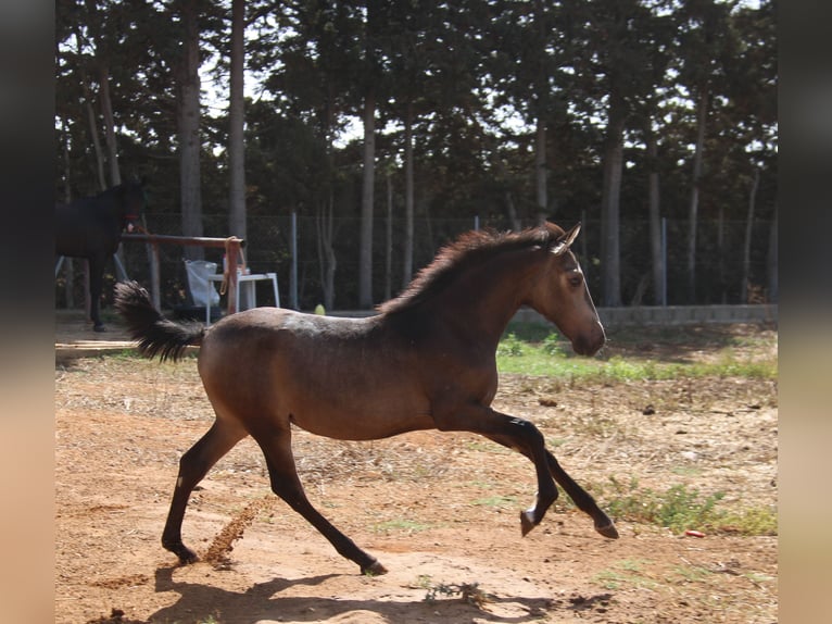 PRE Giumenta 1 Anno Pelle di daino in Chiclana de la Frontera