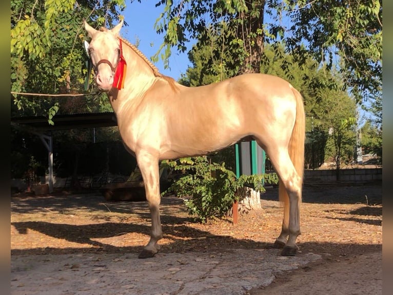 PRE Giumenta 1 Anno Perlino in Ciudad Real