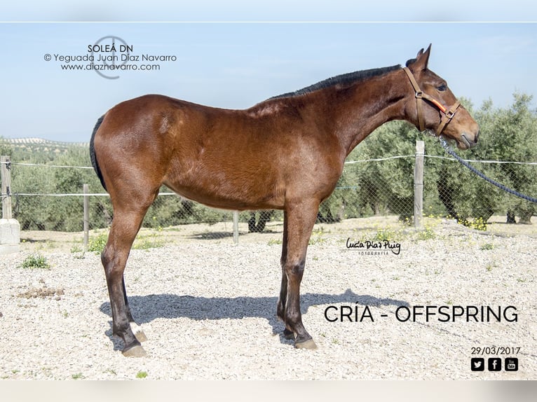 PRE Mix Giumenta 20 Anni 161 cm Grigio trotinato in Arjona