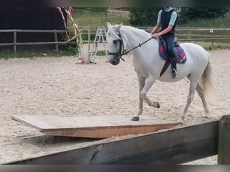 PRE Mix Giumenta 21 Anni 153 cm Grigio in SulzthalSulzthal