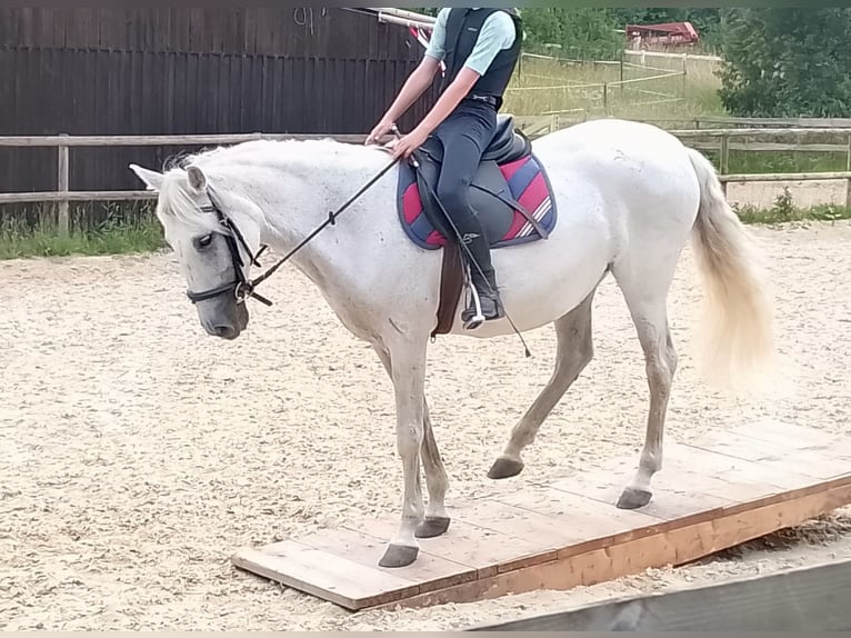 PRE Mix Giumenta 21 Anni 153 cm Grigio in SulzthalSulzthal