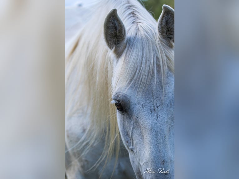 PRE Mix Giumenta 22 Anni 155 cm Bianco in Fredensborg