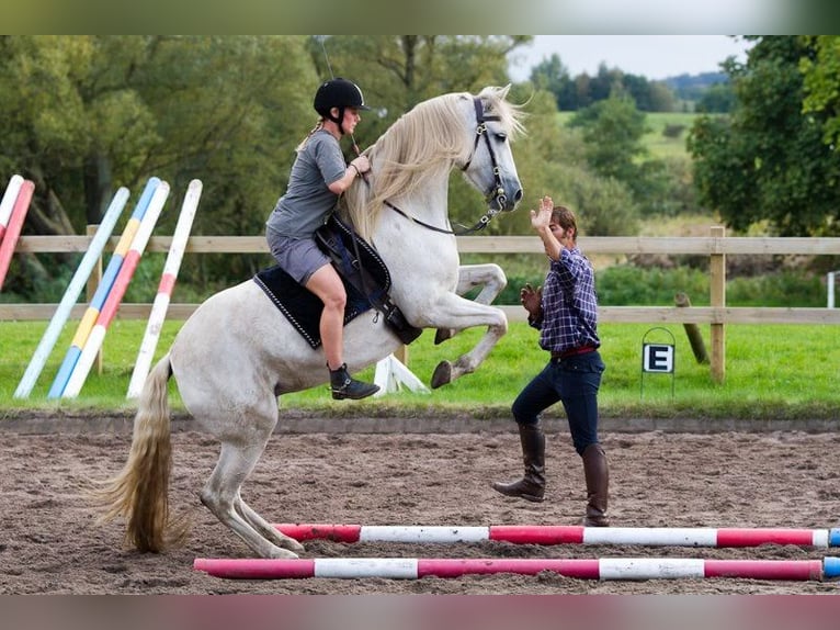 PRE Mix Giumenta 22 Anni 155 cm Bianco in Fredensborg